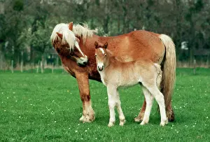Haflinger: HORSE - Haflinger mother and foal