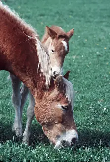 Foal: HORSE - HAFLINGER Pony eats grass with foal