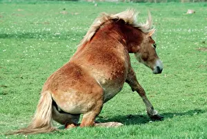 Haflinger: HORSE - Haflinger Pony - sitting down
