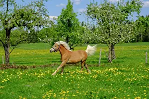 Blur: Horse, Haflinger runs on a flowering pasture, Bad
