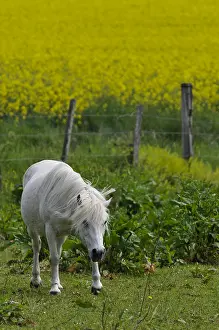 Piles: Horse harassed by insects Burgundy France