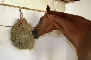 Height: Horse. Hay net at correct height