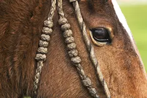 Rustics: Horse head with craft bridle Hacienda Yanahurco Ecuador