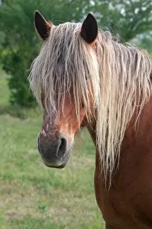 Pricked: Horse - head and mane
