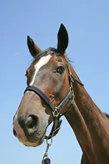 Nostril: Horse head. Nostril
