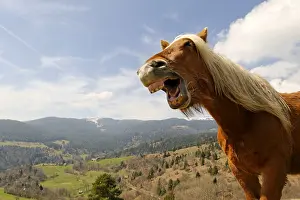 Vale: A Horse hennissant NP Ballons des Vosges