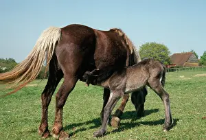 Nuture: Horse - Highland mare & Foal