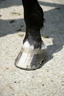 Hooves: Horse. Hoof