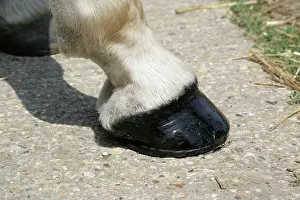 Hooves: Horse. Hoof + Pastorn
