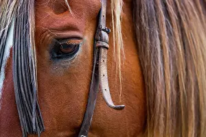 Avila: Horse, Horse riding, Sierra de Gredos, Avila, Castilla