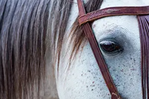 Avila: Horse, Horse riding, Sierra de Gredos, Avila, Castilla