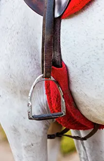 Avila: Horse, Horse riding, Sierra de Gredos, Avila, Castilla