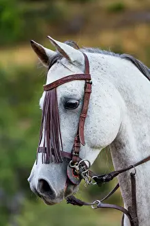 Avila: Horse, Horse riding, Sierra de Gredos, Avila, Castilla