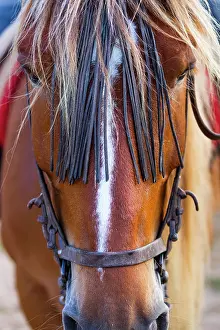 Avila: Horse, Horse riding, Sierra de Gredos, Avila, Castilla