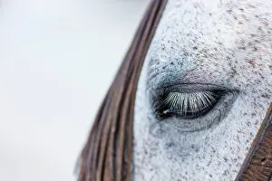 Avila: Horse, Horse riding, Sierra de Gredos, Avila, Castilla