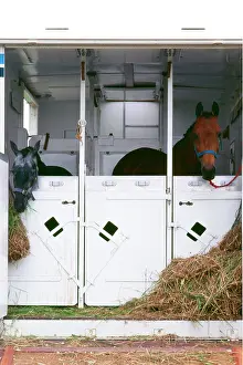 Stalls: HORSE - horses looking over stalls