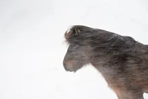 Flurry: Horse, Icelandic Pony, adult, close-up of head