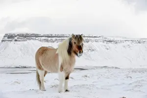 Vesturland: Horse, Icelandic Pony, adult, standing on snow