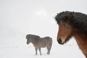 Flurry: Horse, Icelandic Pony, two adults, standing on snow