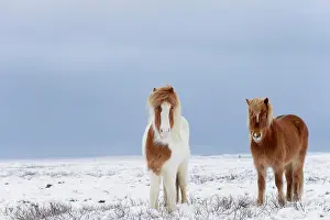 Vesturland: Horse, Icelandic Pony, two adults, standing on snow