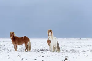 Vesturland: Horse, Icelandic Pony, two adults, standing on snow