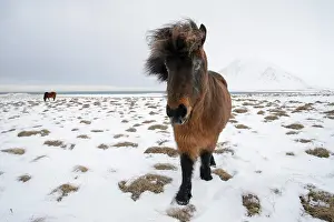Vesturland: Horse, Icelandic Pony, two adults, standing on snow