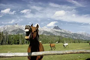 Tetons: Horse laugh
