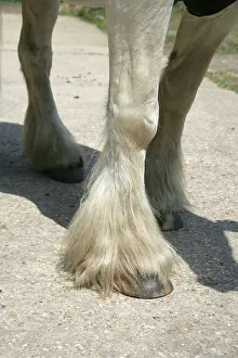 Hooves: Horse legs. Feathers