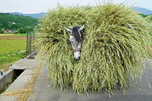 Loaded: Horse loaded with grain stalks, Albania, Europe