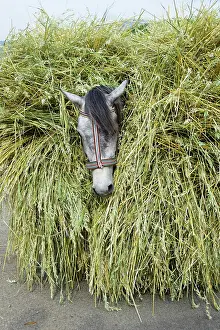 Loaded: Horse loaded with grain stalks, Albania, Europe