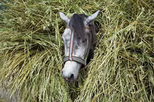 Loaded: Horse loaded with grain stalks, Albania, Europe