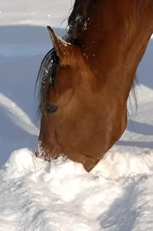 Loir: Horse looking for food in the snow Center France