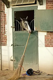 Broom: Horse - looking over stable door & biting on broom handle