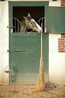 Broom: Horse - looking over stable door & biting on broom handle