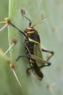 Eques: Horse Lubber Grasshopper