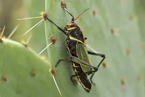 Eques: Horse Lubber Grasshopper