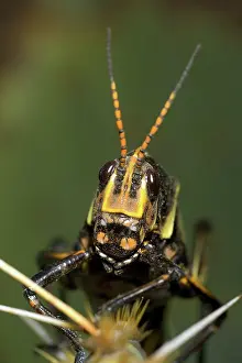 Eques: Horse Lubber Grasshopper