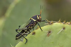 Eques: Horse Lubber Grasshopper
