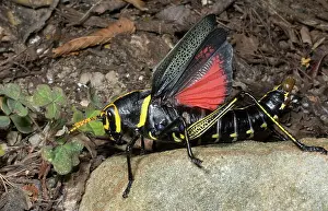 Grasshopper: Horse Lubber (Taeniopoda equis)