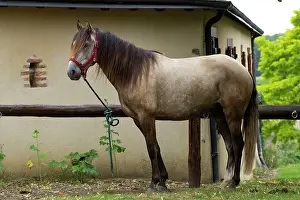 Lusitano: Horse - Lusitano
