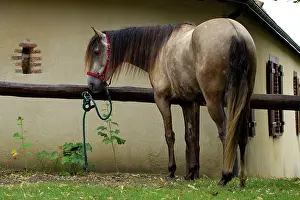 Lusitano: Horse - Lusitano