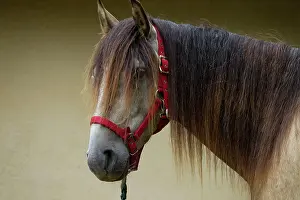 Lusitano: Horse - Lusitano - close-up of head