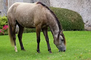 Lusitano: Horse - Lusitano - eating