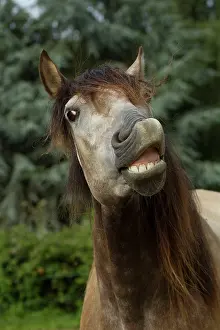 Lusitano: Horse - Lusitano - showing teeth