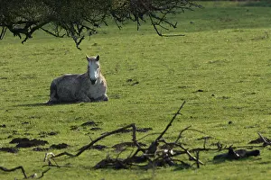 Champagne: Horse lying down in a meadow Marne