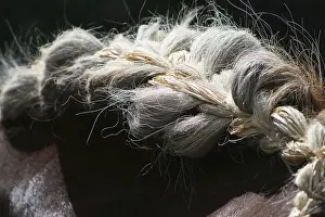 Braid: Horse mane braided France