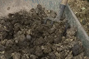 Excretion: Horse manure for composting