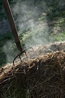 Smoking: Horse manure smoking with a fork-spade in a garden