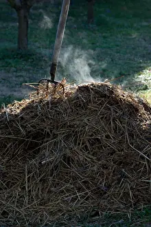 Smoking: Horse manure smoking with a fork-spade in a garden
