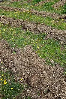 Manuring: Horse manuring in a kitchen garden garden